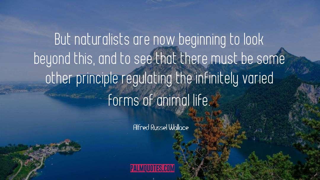 Alfred Russel Wallace Quotes: But naturalists are now beginning