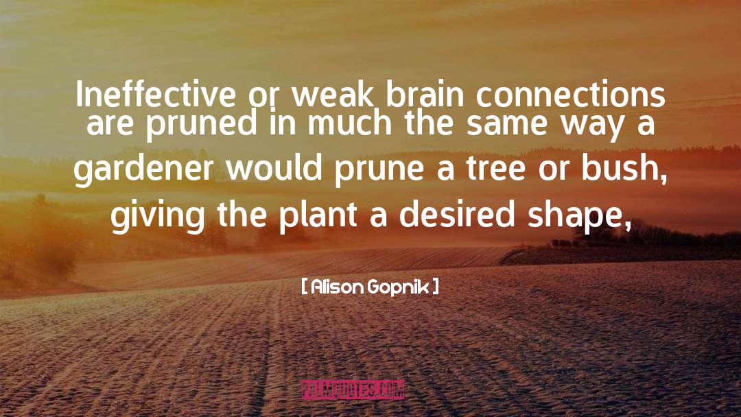 Alison Gopnik Quotes: Ineffective or weak brain connections