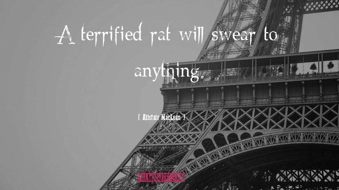 Alistair MacLean Quotes: A terrified rat will swear