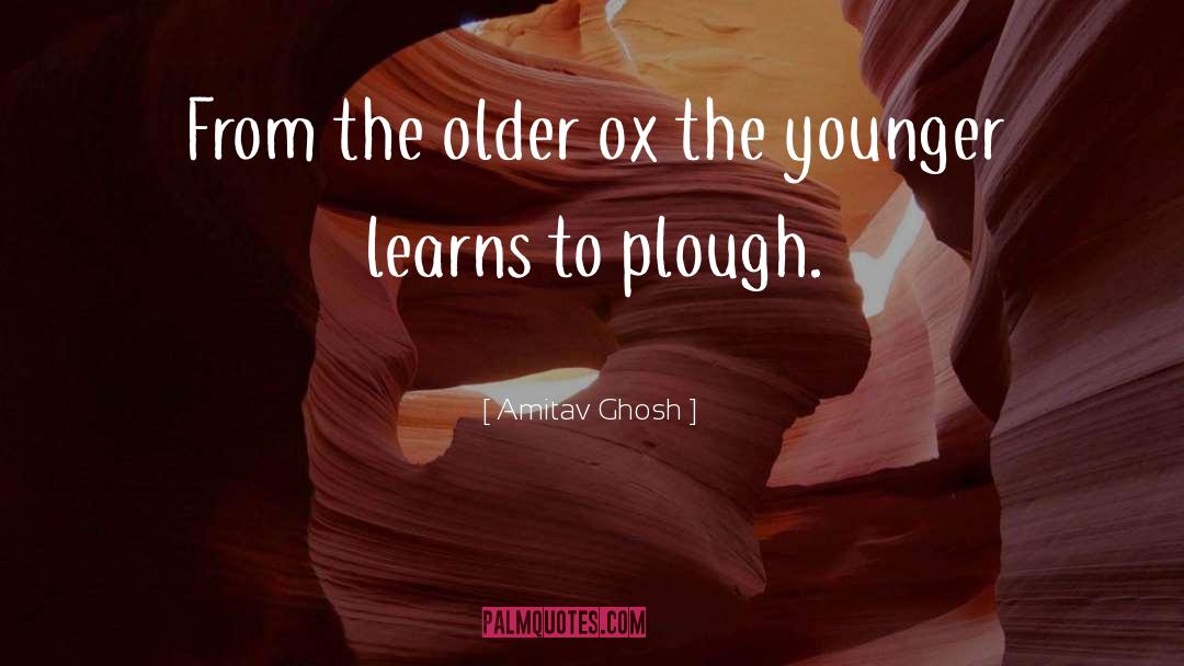 Amitav Ghosh Quotes: From the older ox the
