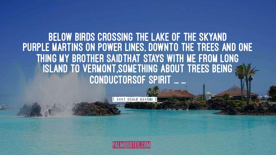 Anne Marie Macari Quotes: Below birds crossing the lake