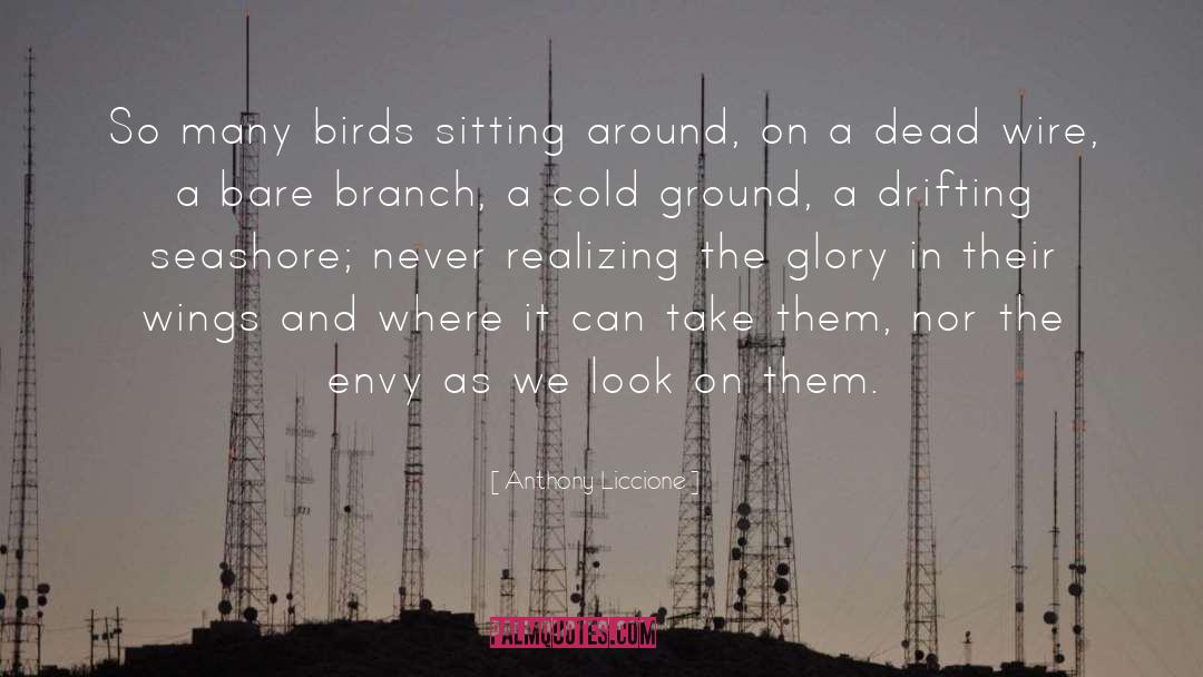 Anthony Liccione Quotes: So many birds sitting around,