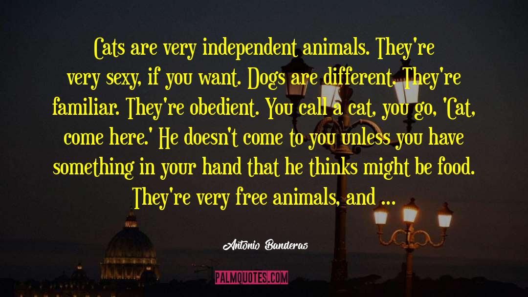 Antonio Banderas Quotes: Cats are very independent animals.