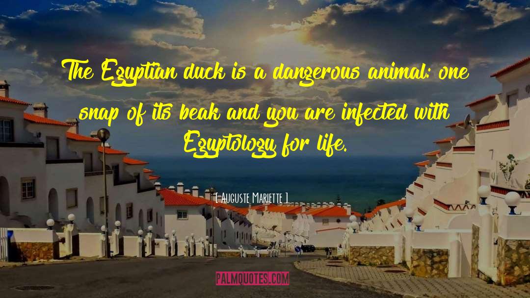 Auguste Mariette Quotes: The Egyptian duck is a