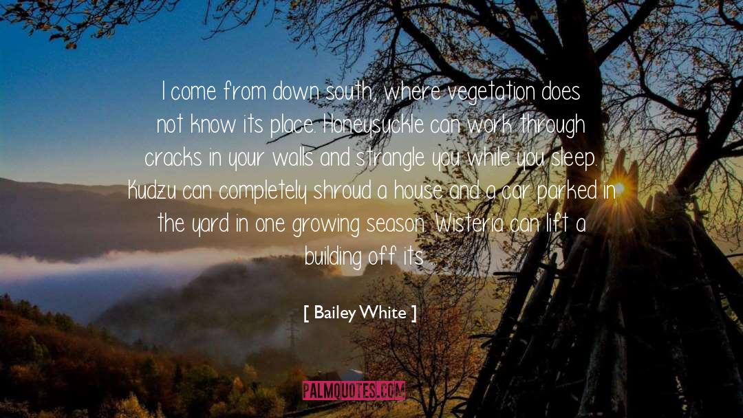 Bailey White Quotes: I come from down south,