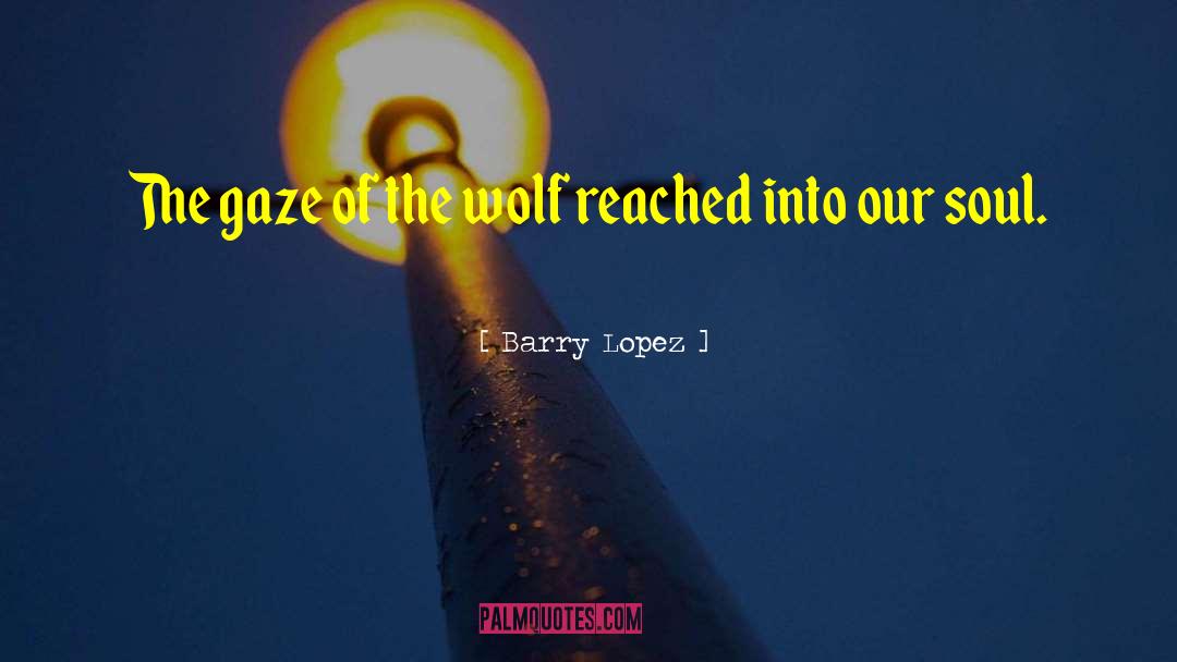 Barry Lopez Quotes: The gaze of the wolf