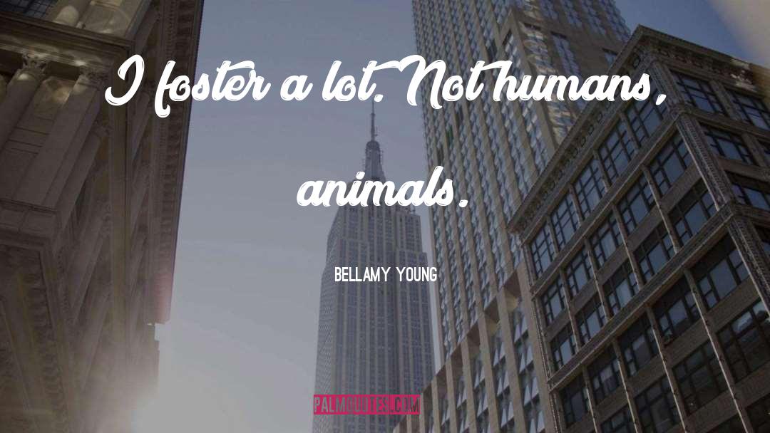 Bellamy Young Quotes: I foster a lot. Not