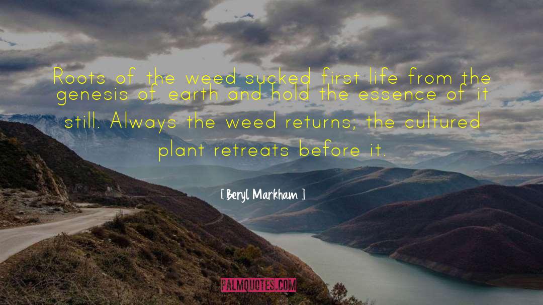 Beryl Markham Quotes: Roots of the weed sucked