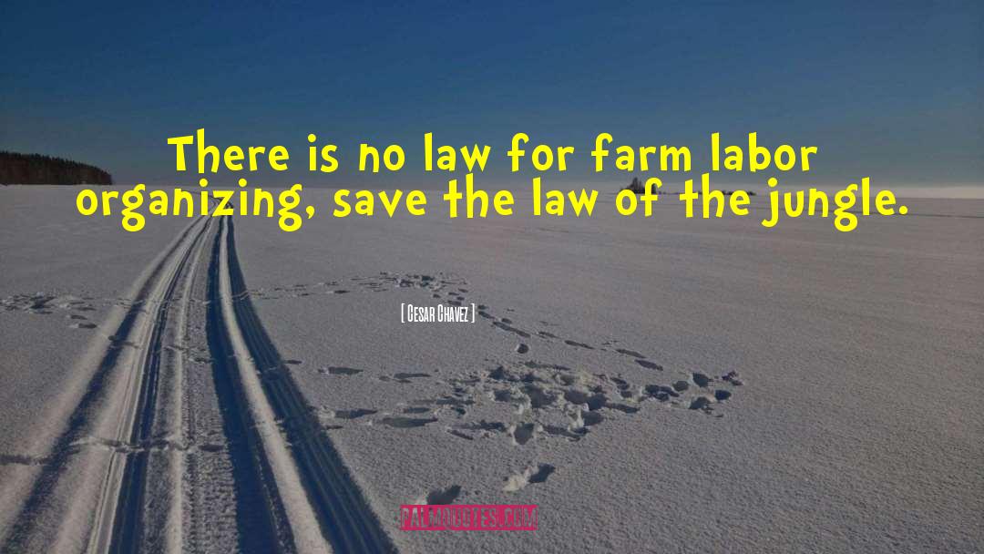 Cesar Chavez Quotes: There is no law for