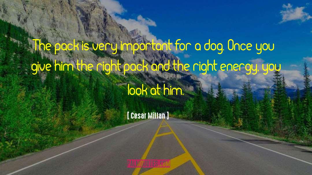 Cesar Millan Quotes: The pack is very important