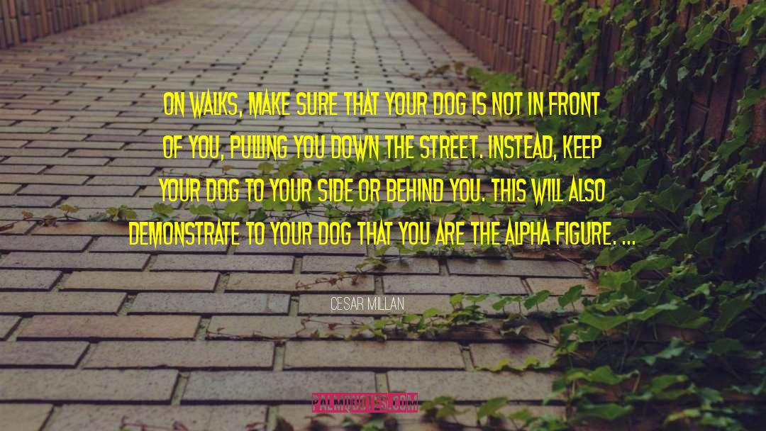 Cesar Millan Quotes: On walks, make sure that