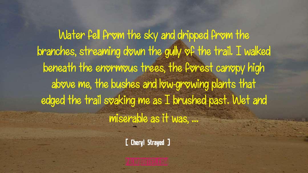 Cheryl Strayed Quotes: Water fell from the sky
