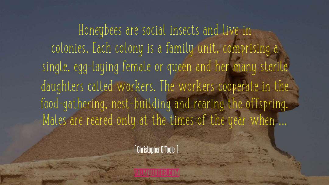 Christopher O'Toole Quotes: Honeybees are social insects and