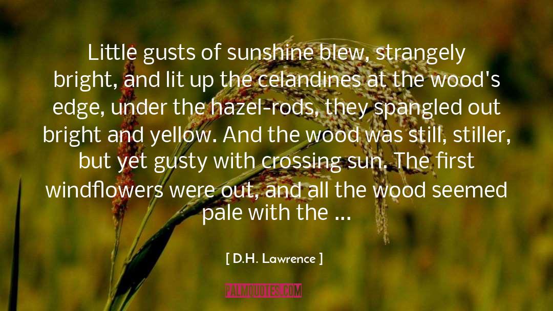 D.H. Lawrence Quotes: Little gusts of sunshine blew,