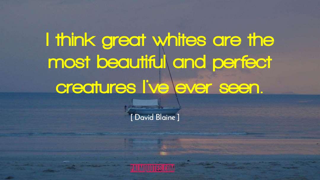David Blaine Quotes: I think great whites are