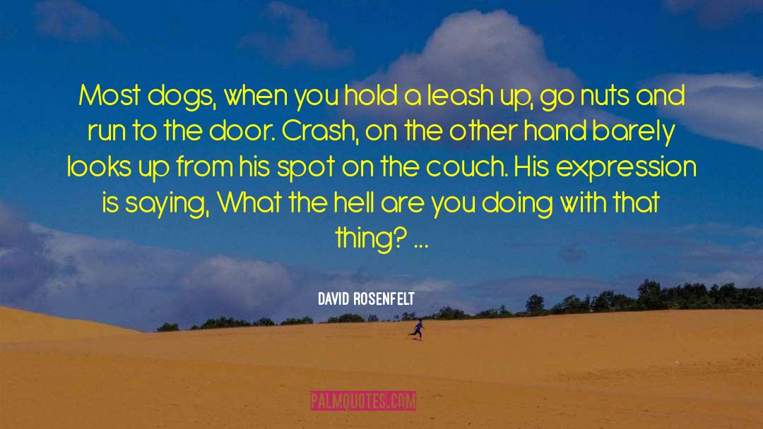 David Rosenfelt Quotes: Most dogs, when you hold