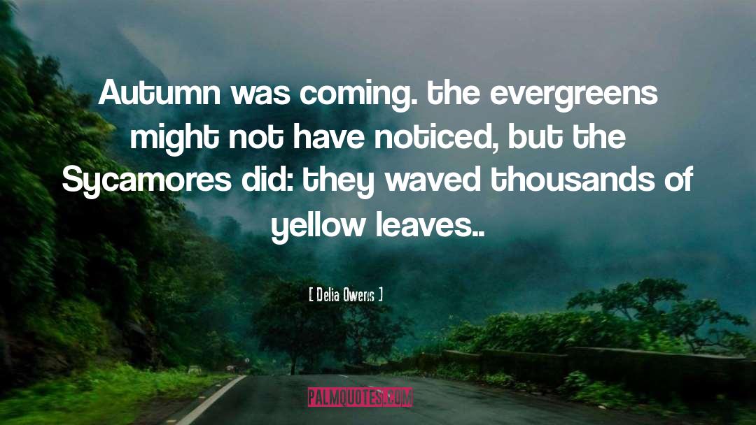 Delia Owens Quotes: Autumn was coming. the evergreens