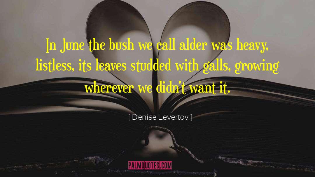 Denise Levertov Quotes: In June the bush we