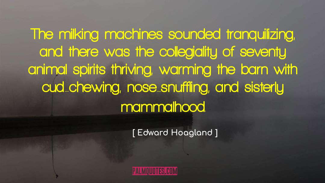 Edward Hoagland Quotes: The milking machines sounded tranquilizing,