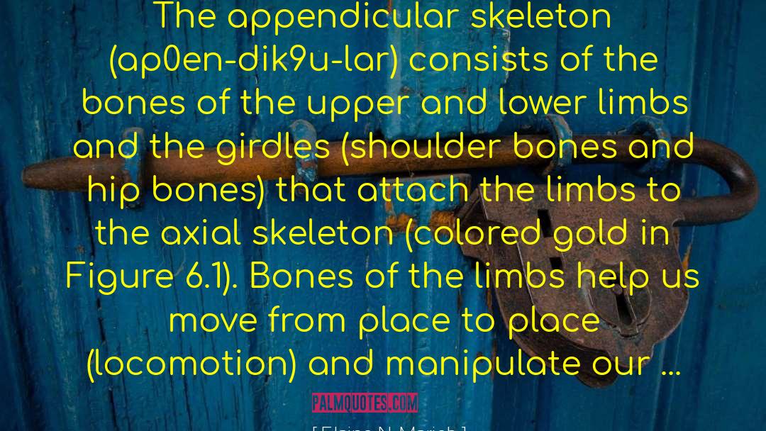 Elaine N. Marieb Quotes: The appendicular skeleton (ap0en-dik9u-lar) consists