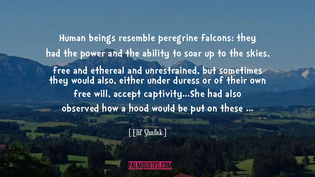 Elif Shafak Quotes: Human beings resemble peregrine falcons: