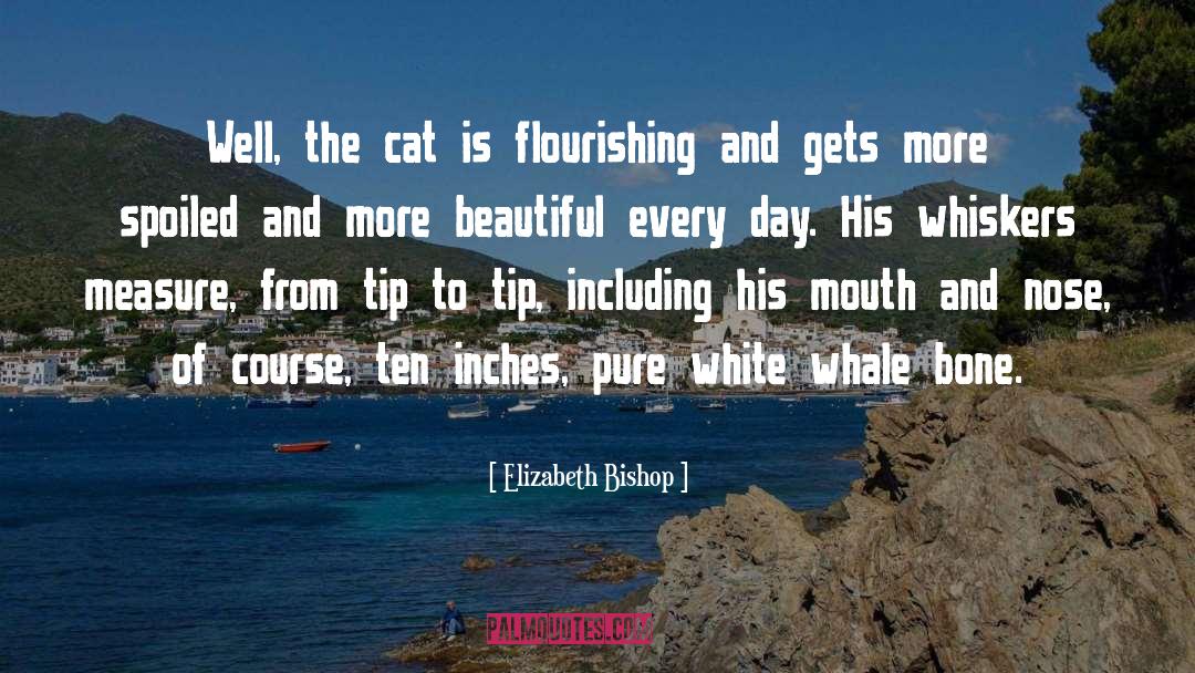 Elizabeth Bishop Quotes: Well, the cat is flourishing