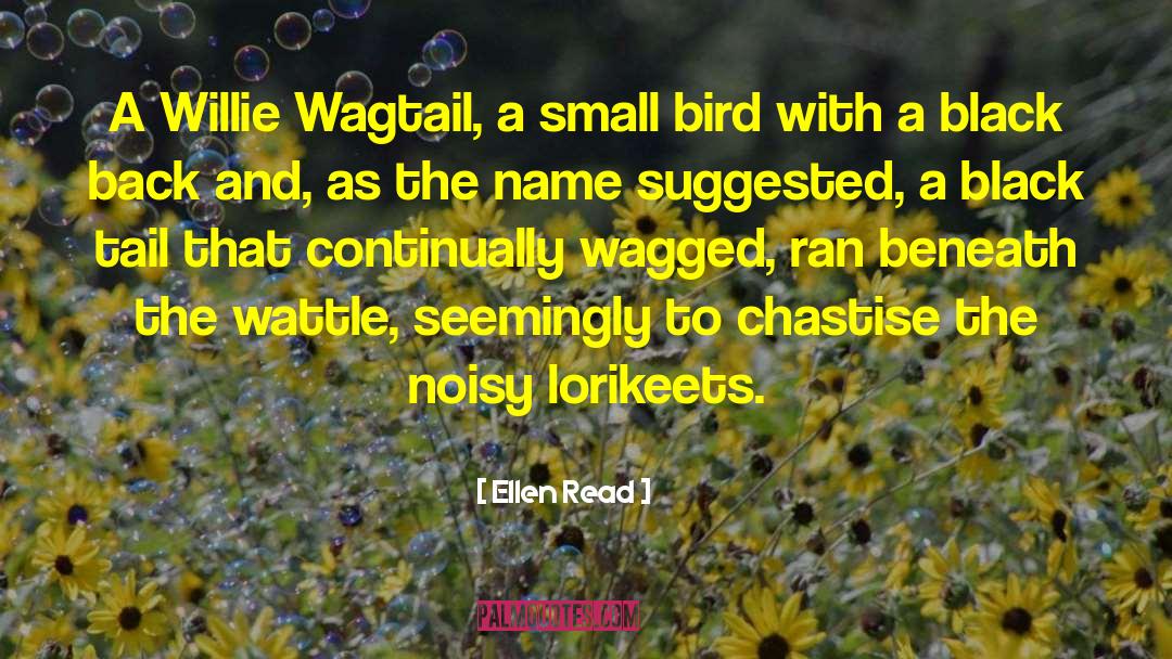 Ellen Read Quotes: A Willie Wagtail, a small