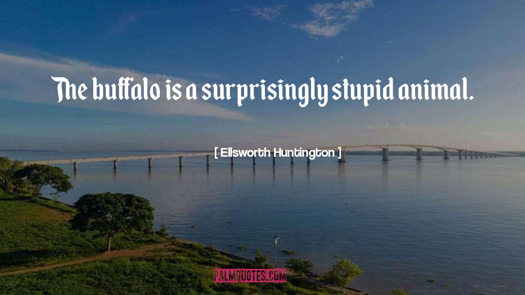 Ellsworth Huntington Quotes: The buffalo is a surprisingly