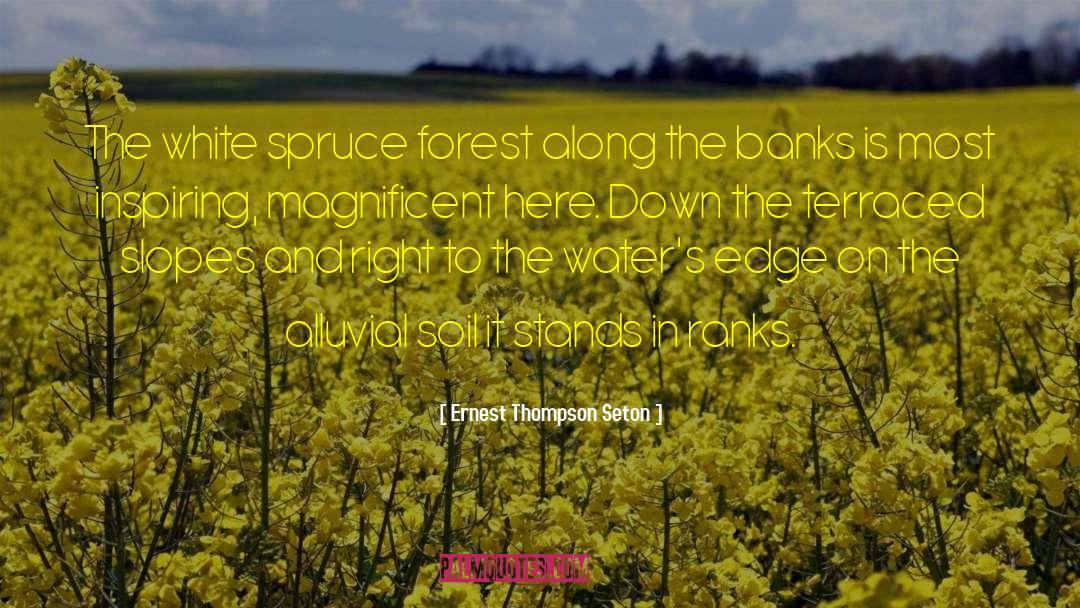 Ernest Thompson Seton Quotes: The white spruce forest along