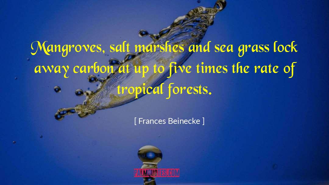 Frances Beinecke Quotes: Mangroves, salt marshes and sea