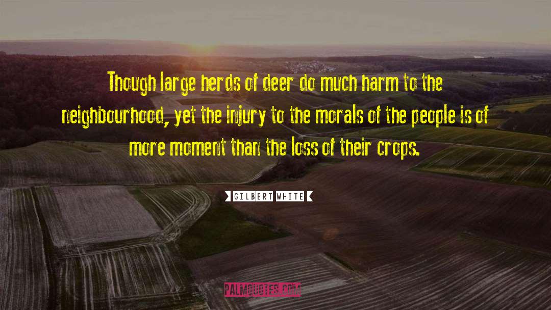 Gilbert White Quotes: Though large herds of deer