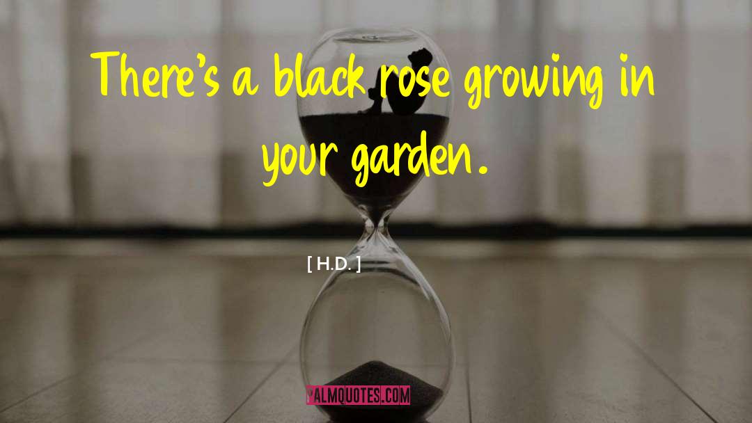 H.D. Quotes: There's a black rose growing