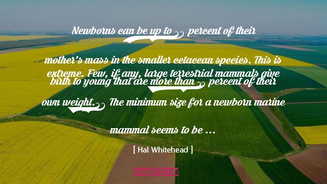 Hal Whitehead Quotes: Newborns can be up to