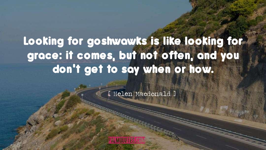 Helen Macdonald Quotes: Looking for goshwawks is like