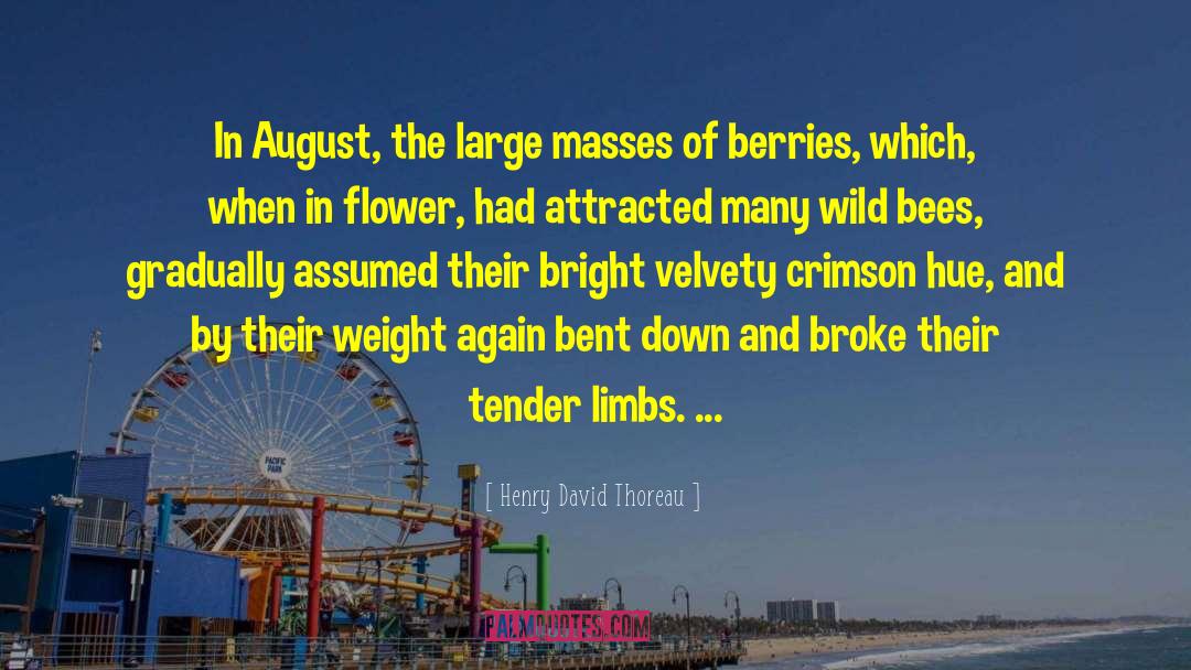 Henry David Thoreau Quotes: In August, the large masses