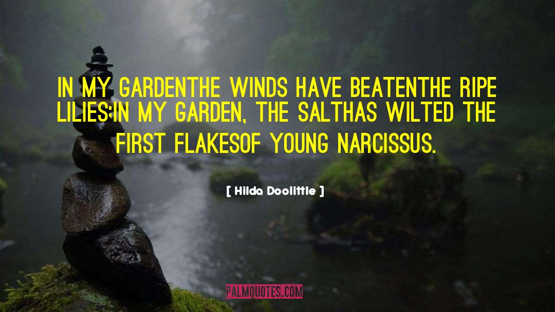 Hilda Doolittle Quotes: In my garden<br>the winds have