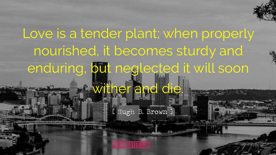 Hugh B. Brown Quotes: Love is a tender plant;