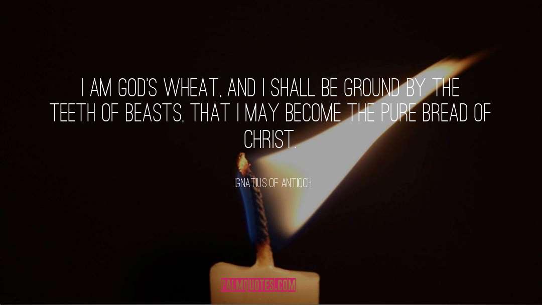 Ignatius Of Antioch Quotes: I am God's wheat, and