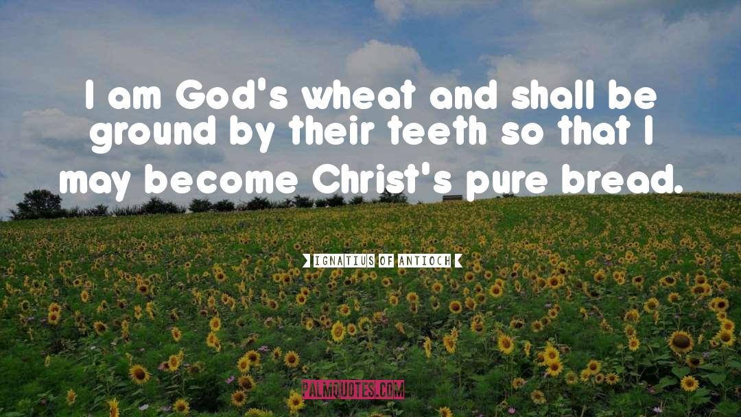 Ignatius Of Antioch Quotes: I am God's wheat and