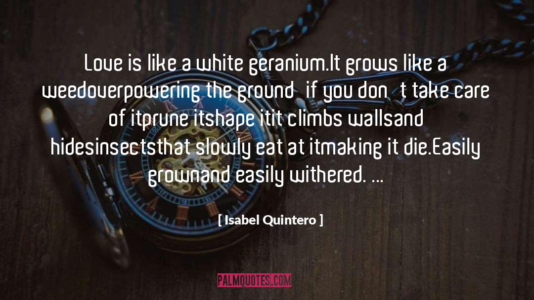 Isabel Quintero Quotes: Love is like a white
