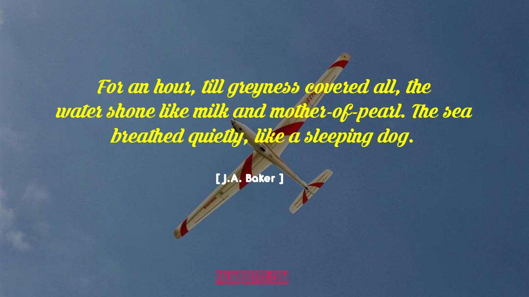 J.A. Baker Quotes: For an hour, till greyness