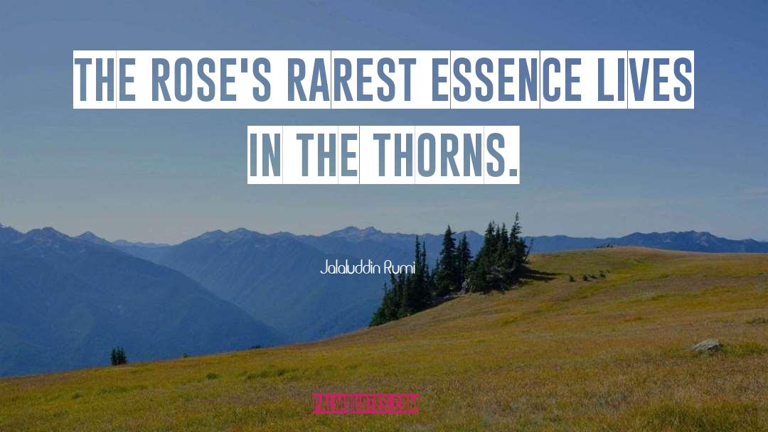 Jalaluddin Rumi Quotes: The rose's rarest essence lives