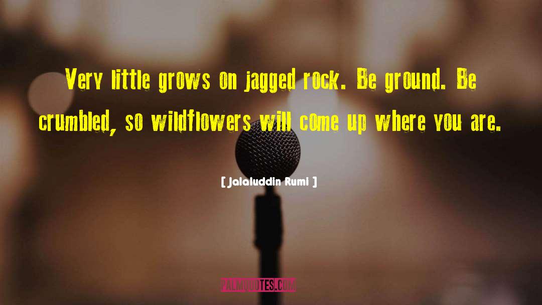 Jalaluddin Rumi Quotes: Very little grows on jagged