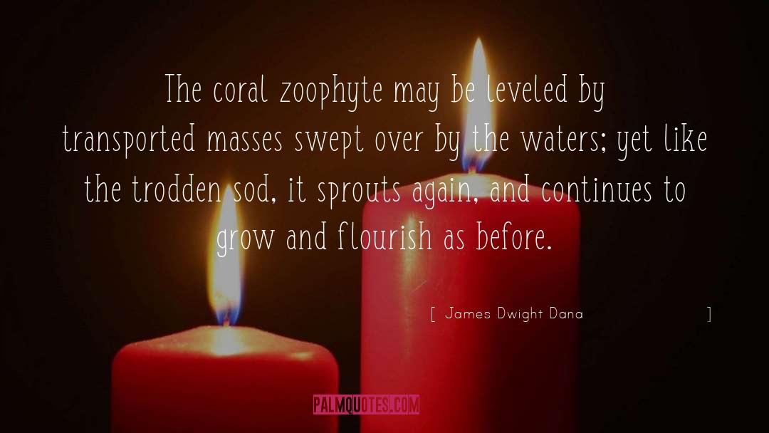 James Dwight Dana Quotes: The coral zoophyte may be