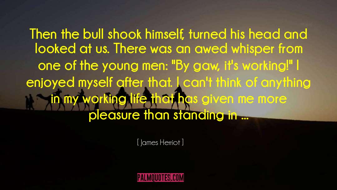 James Herriot Quotes: Then the bull shook himself,