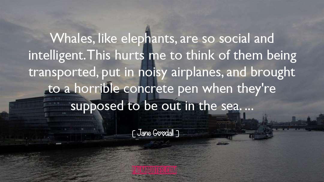 Jane Goodall Quotes: Whales, like elephants, are so