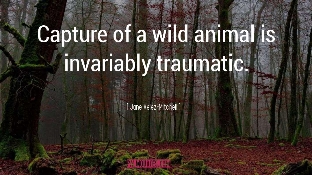 Jane Velez-Mitchell Quotes: Capture of a wild animal