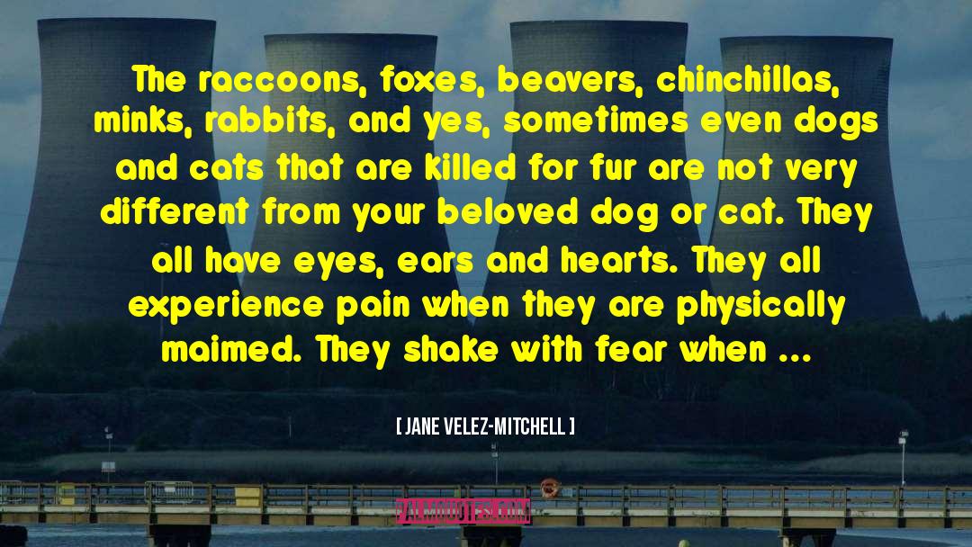 Jane Velez-Mitchell Quotes: The raccoons, foxes, beavers, chinchillas,