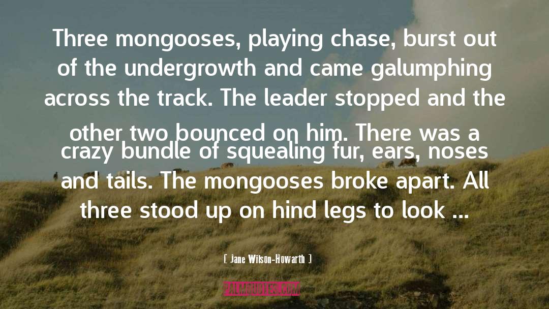 Jane Wilson-Howarth Quotes: Three mongooses, playing chase, burst