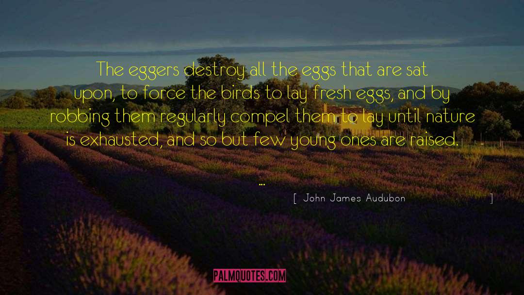 John James Audubon Quotes: The eggers destroy all the